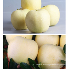 China Golden Delicious Frische Red Apple